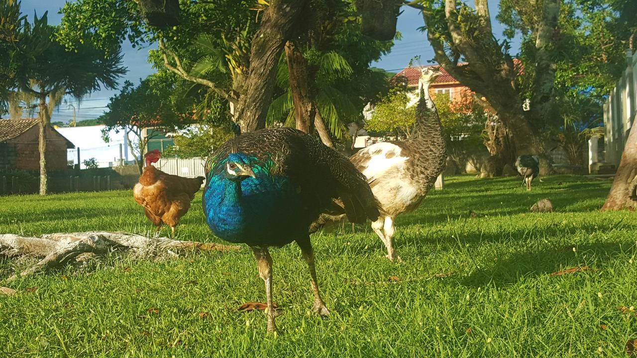 Pousada Pavao Branco Florianópolis Екстериор снимка