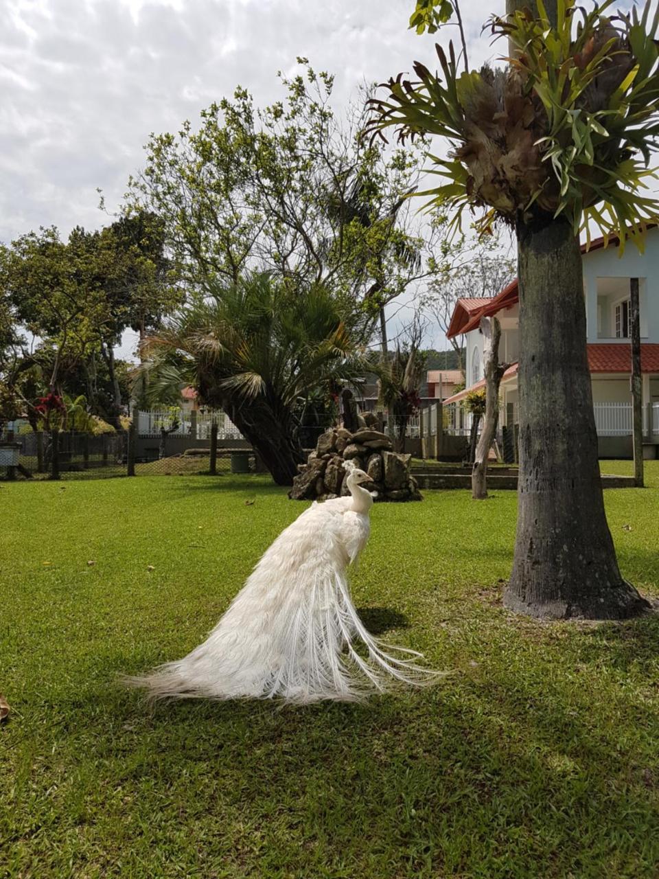 Pousada Pavao Branco Florianópolis Екстериор снимка