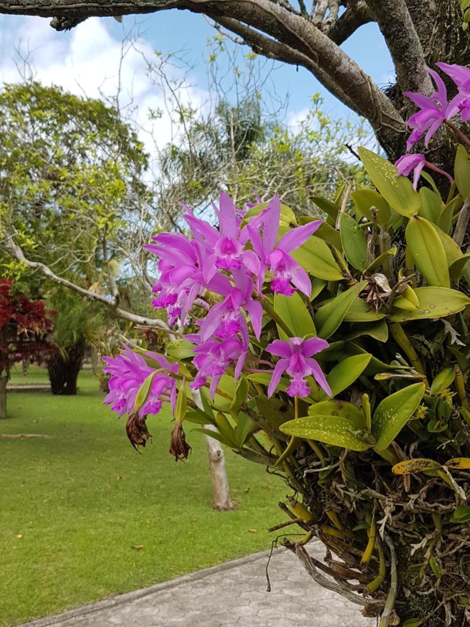 Pousada Pavao Branco Florianópolis Екстериор снимка